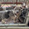 8 week old Registered American Bully Puppies
