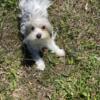 Reduced price Parti yorkie puppy looking for home