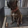 Presa Canario Puppies /And Adults available
