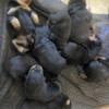 Rottweiler Pups, They Want Last Long