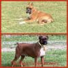 AKC Registered Boxers