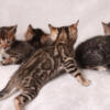 Bengal Kittens 6 wks old