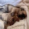 CKC English Bulldog/AKC Mastiff Brindle Puppies
