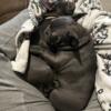 Pure Bred Blue French Bulldog pups for rehoming