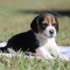 AKC Beagle Puppies Health Tested & Ofa Certified Parents, Champion Bloodlines