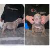 Pocket American bully puppies looking for their forever