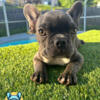 Little Blue Brindle Frenchie