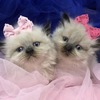 Available kittens New Jersey cat breeder httpwww.khloeskittens.com