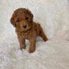 Beautiful Toy Poodle Puppies