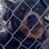 Rottweiler male 2 yrs old