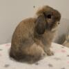 Purebred Holland lop boy. Junior buck From great lines!