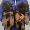 Top puppies, long coat