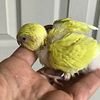 Baby parakeet, crested and regular, some ready, some on handfeeding