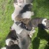 Boxer/Bully Mix & Bully Pit Puppies 2 Litters