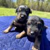 Jagdterrier Puppies for Sale, 4 Female & 2 Male