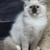 TICA Seal Mitted Female Available to Small Cattery