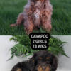 Cavapoo sisters looking for good homes