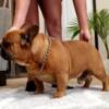 French bulldog  red color