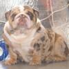 Stunning Merle English Bulldog Ready in Her First Day of Heat Cycle!  5-4-2024