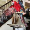 Greening Macaw for sale
