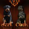 Rottweiler puppies Champion Bloodline imports Edelstein Timit-Tor AKC