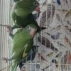 Canary-winged parrots (brotogeris)