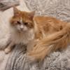 Main Coon he is 1 years old cream and white