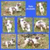CKC Registered Jack Russell Terrier
