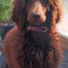 AKC certified Standard Chocolate Poodle Puppy For Sale