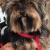 Yorkie male CKC papers very loving an laid back