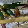 Baby Conures for sale