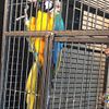 7 Year Old Blue and Gold Macaw