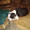Old pit Bulldogge for sale