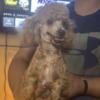Toy poodle for stud only