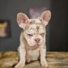 merle Isabella frenchie 3mos old