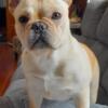 Male French bulldog for sale 2 years old