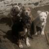2 American Bully pups for sale heavy Razors Edge/Gotti bloodline