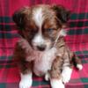ADOPTED     POMAPOO x Mini Aussie Puppy. Red Tri Baby Girl w Blue Eyes *Parents 25 Lbs] Pics of Parents!