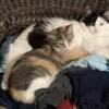 Rehoming these 2 cats friendly, spayed & neutered