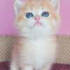 NEW Elite British kitten from Europe with excellent pedigree, male. Jam