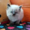 Purebred Persian Pointed Girl