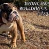Ironcrest English bulldog puppies available