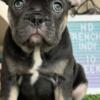 Blue and Lilac French Bulldog Puppies 10 weeks - READY TO SNUGGLE- AKC parents . Follow HD Frenchies Indy on Facebook