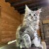 Maine Coons kittens official cattery mainecoon