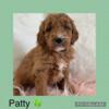 Mini F2b Goldendoodle puppies ready May 10th