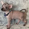 Hairless and regular coat Chihuahua puppies