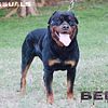 AKC male Rottweiler open to stud!