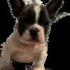 French Bulldogs Puppies Amzing Bloodlines / Ch ParentsAKC Both Parents