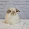 Holland Lop Bunnies Available Now!