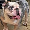 Stud Special AKC English Bulldog blue merle male triple carrier blue eyes short and compact for stud